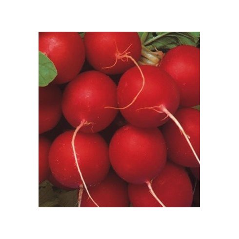 rabanete vip crimson seleção especial