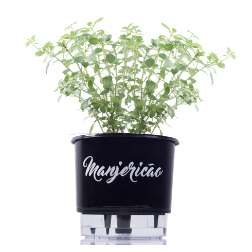 vaso autoirrigavel preto manjericao