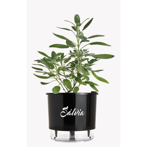 vaso autoirrigavel preto salvia