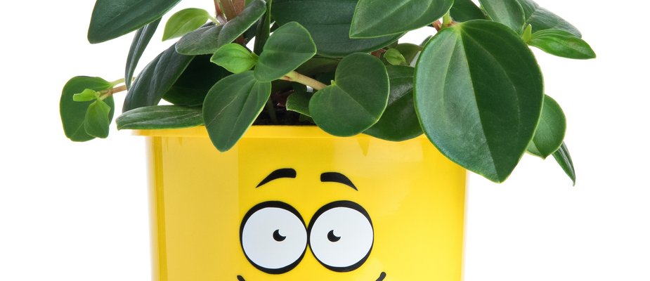 Enfim Férias!!! E Minhas Plantas como ficam?