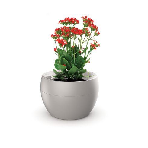 vaso botanika areia flor