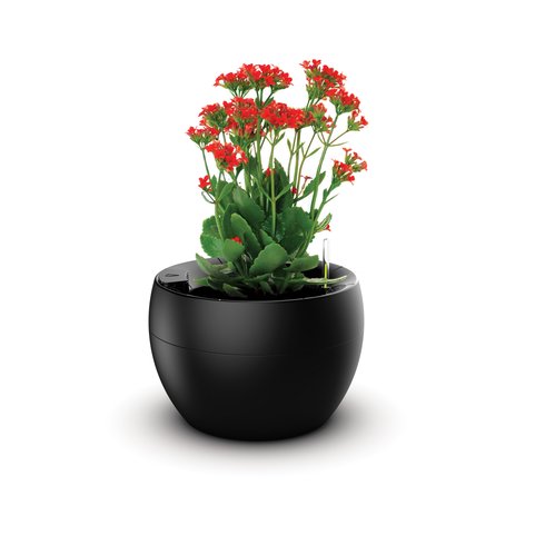 vaso botanika preto flor
