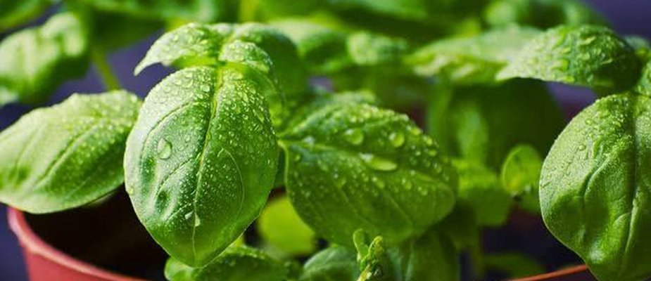 Temperos que podem ser cultivados em sua casa