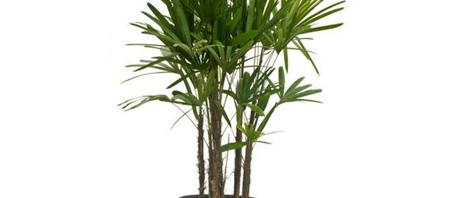 Algumas Plantas Ornamentais para Ter em Casa