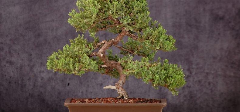 Tipos de Bonsai