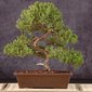 bonsai vaso