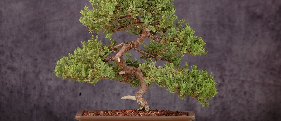 Tipos de Bonsai