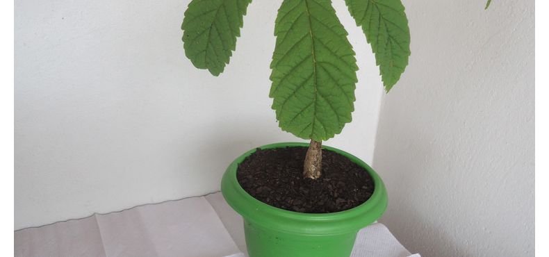 Como fazer Bonsai de um Ipê?