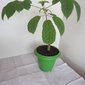 muda ipe bonsai