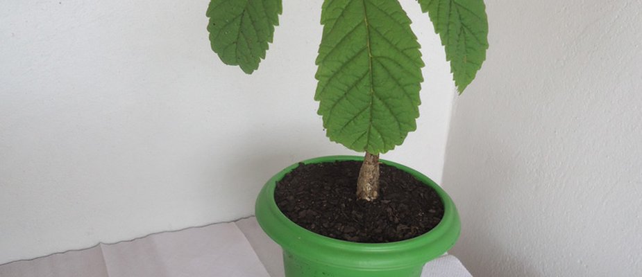 Como fazer Bonsai de um Ipê?