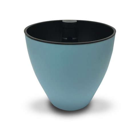 plantie azul turq