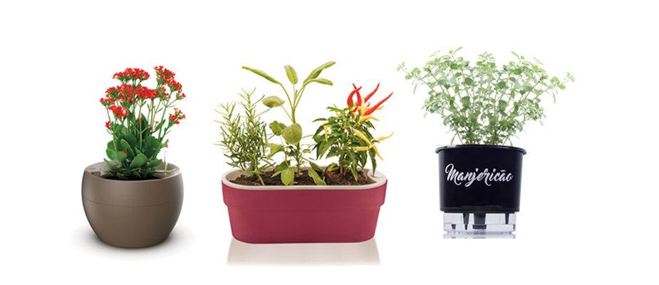Como cultivar em um vaso autoirrigável