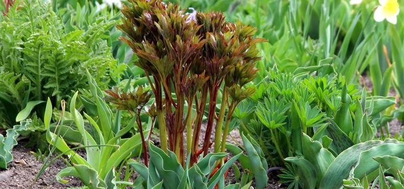 Você sabe o que são as plantas companheiras?