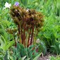 plantas companheiras