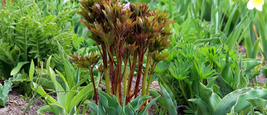 Você sabe o que são as plantas companheiras?