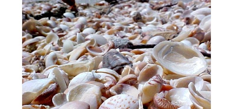Calcário de Conchas influência na Acidez do Solo