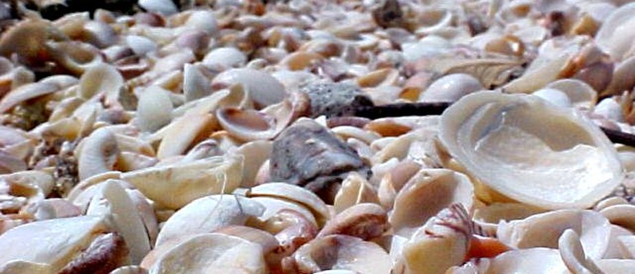 Calcário de Conchas influência na Acidez do Solo