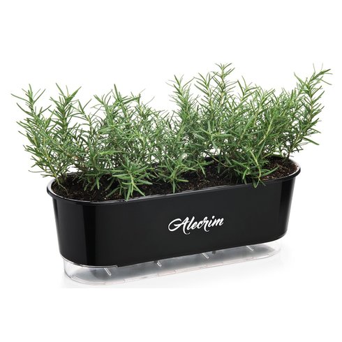 jardineira autoirrigavel raiz preto alecrim plantas