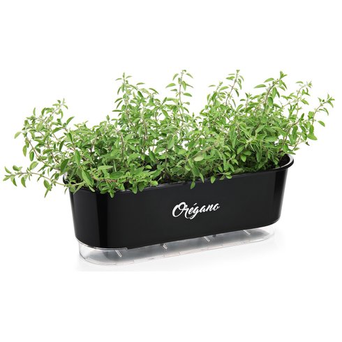 jardineira autoirrigavel raiz preto oregano plantas