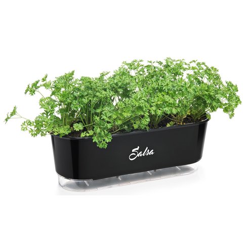 jardineira autoirrigavel raiz preto salsa plantas