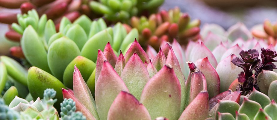 Conheça quais tipos de plantas combinam mais com seu ambiente
