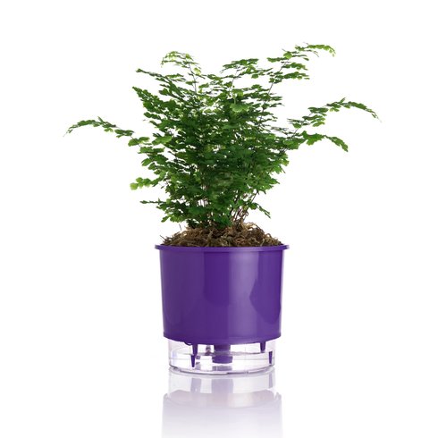 vaso autoirrigavel roxoo raiz