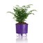 vaso autoirrigavel roxoo raiz