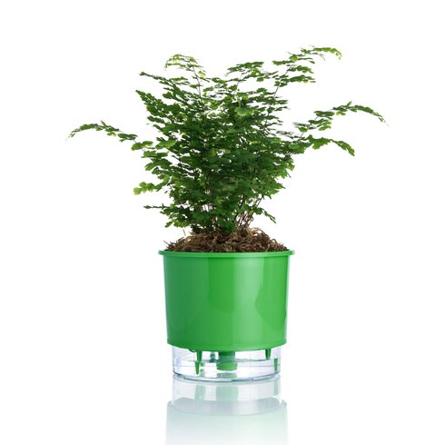 vaso autoirrigavel verde escuro raiz