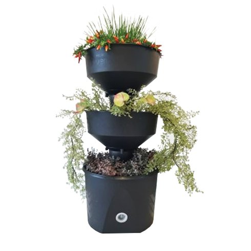 horta verde vida preta sem rodizio cultivo