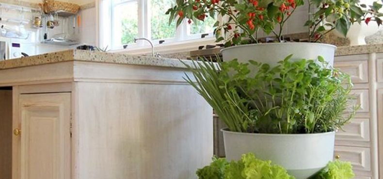 Você ainda não conhece a Horta Verde Vida? 4 Fatos Surpreendentes