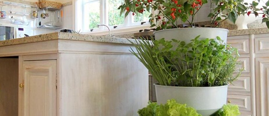Você ainda não conhece a Horta Verde Vida? 4 Fatos Surpreendentes