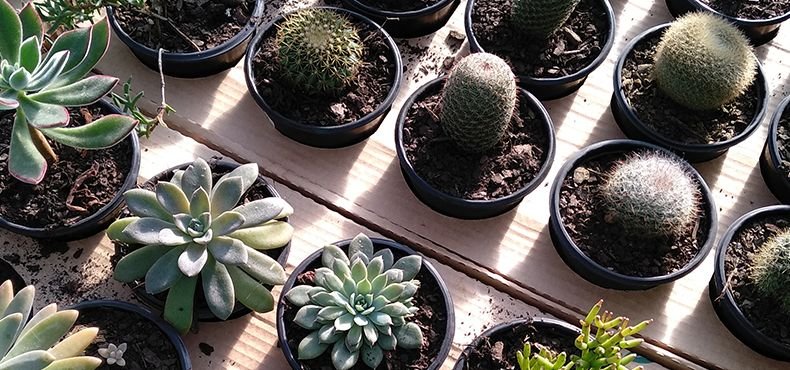 Curiosidades sobre o cultivo com Potes tipo Holambra Nutriplan