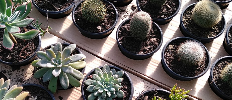 Curiosidades sobre o cultivo com Potes tipo Holambra Nutriplan