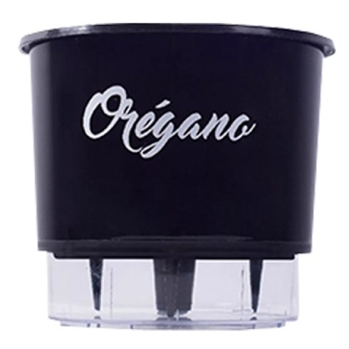 vaso gourmet raiz oregano