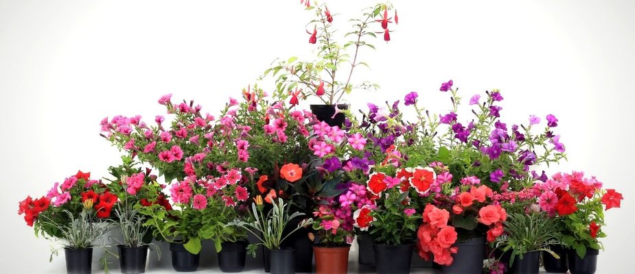 Como escolher o vaso certo para minhas plantas