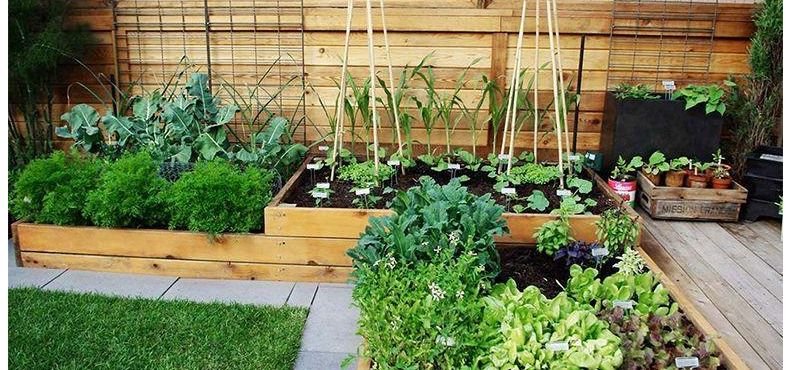 Como ter uma pequena horta em casa