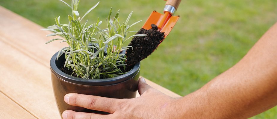 Como cultivar em Vasos e Jardineiras Autoirrigáveis Nutriplan