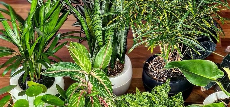 Como cultivar nos vasos autoirrigáveis Botanika?