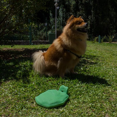 biodog cachorro verde