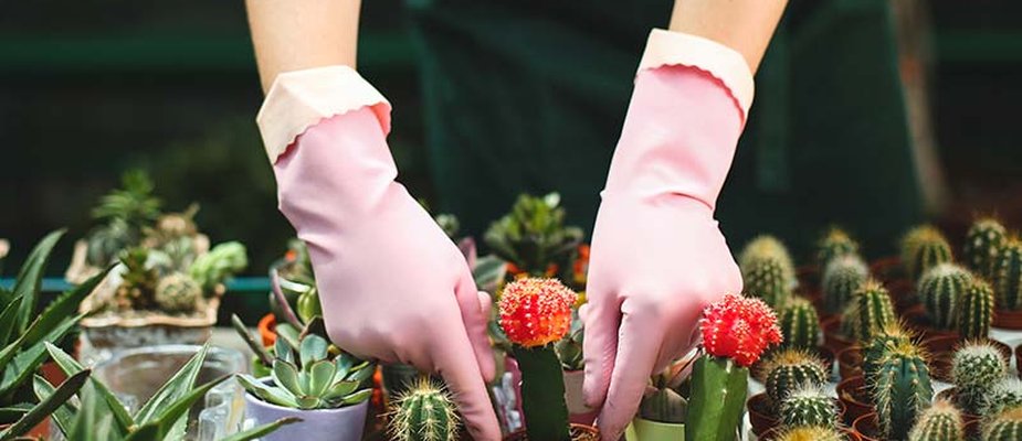 Dicas para cultivar Cactos e Suculentas em casa