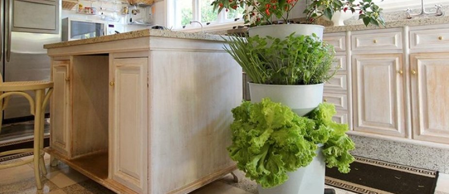 7 motivos para adquirir a Horta Autoirrigável Verde Vida