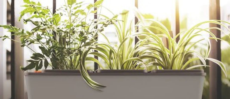 Horta Autoirrigável Tramontina, saiba como montar e cultivar