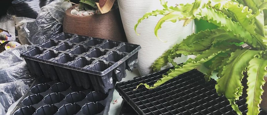 Como cultivar utilizando o sistema de semeadura em bandejas