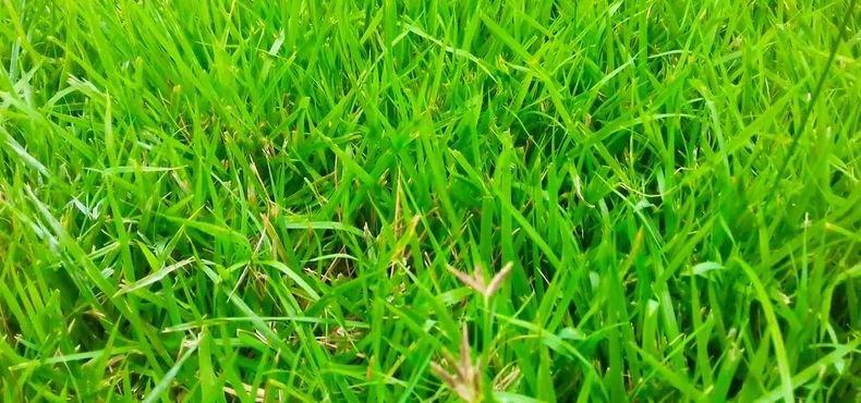 Como acabar com a tiririca no gramado utilizando o Kapina