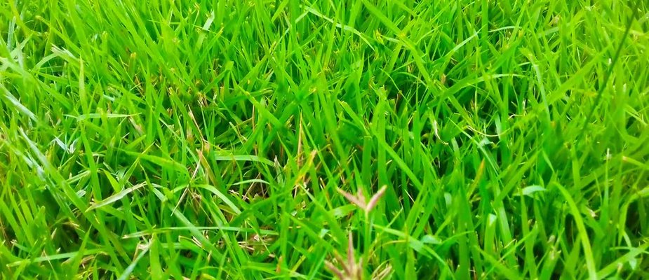 Como acabar com a tiririca no gramado utilizando o Kapina