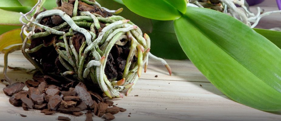 Qual substrato utilizar no cultivo de Orquídeas?