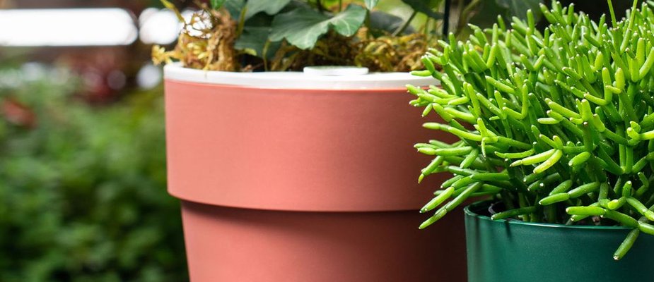 Como plantar ervas e temperos nos Vasos Autoirrigáveis Ou