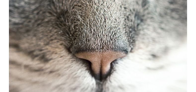 Como evitar gatos estranhos aplicando o Afasta Gato Citromax