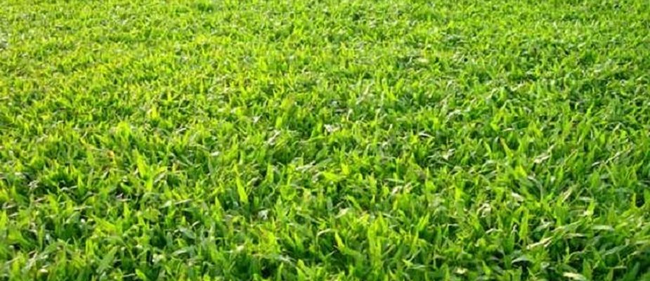 Conheça os tipos de grama e suas características