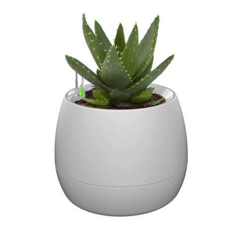 vaso mini botanika cinza planta
